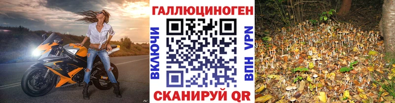 mega как зайти  Кунгур  Псилоцибиновые грибы Psilocybe 